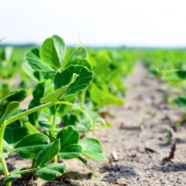 Los beneficios de la aplicación del ozono en la agricultura